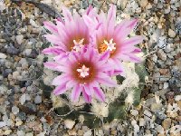 Turbinicarpus laui ©JLcoll.4398.jpg